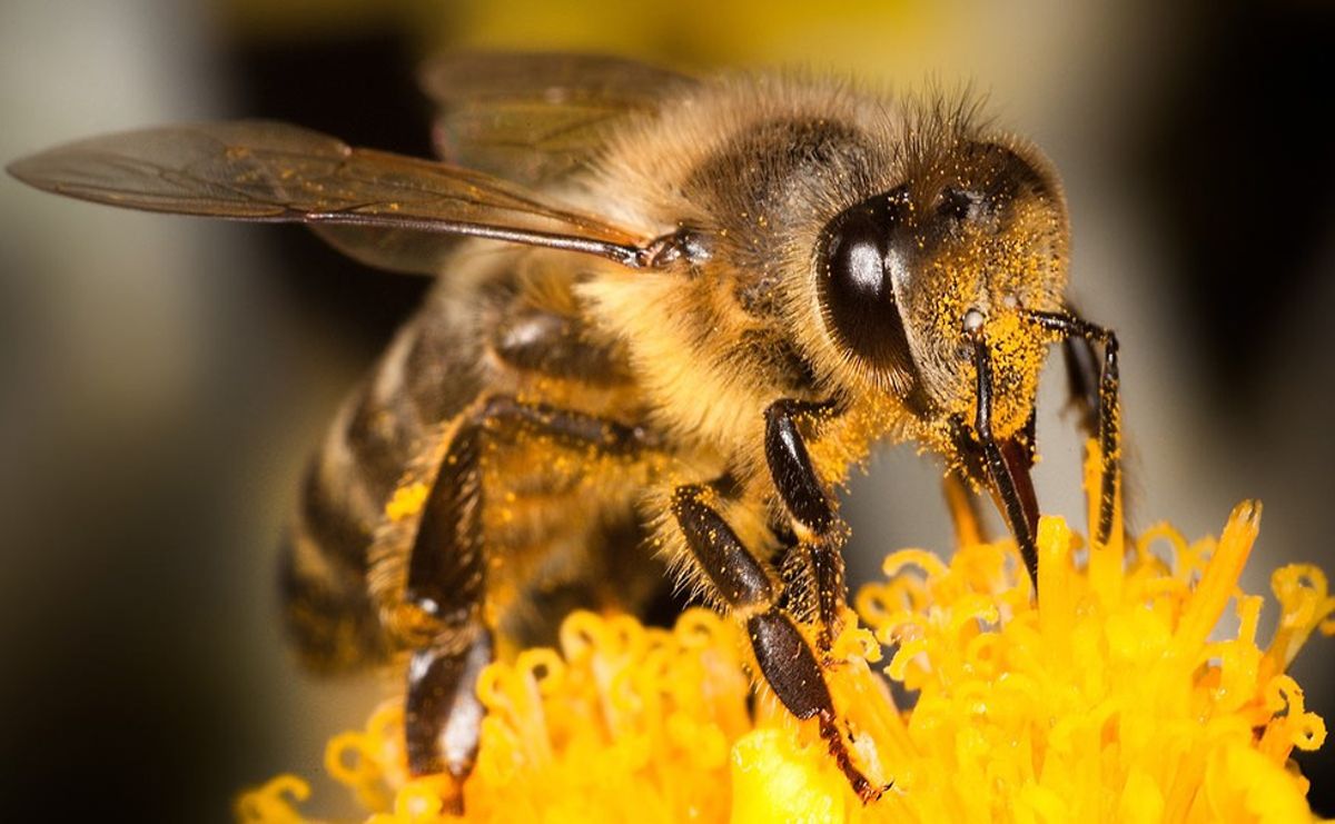 We Need our Pollinators