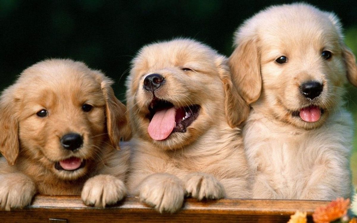 10 Puppy GIFs To Get You Through The Week