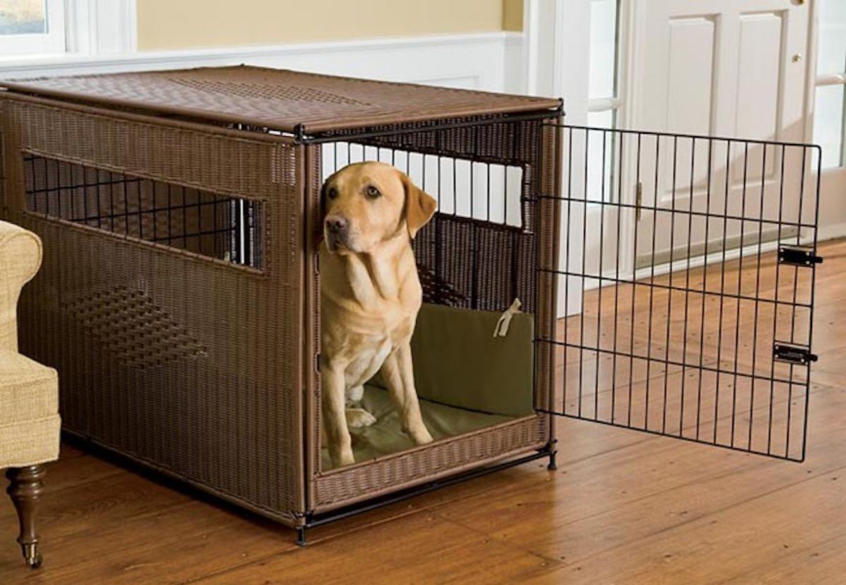 6 Steps for Crate Training Your New Puppy