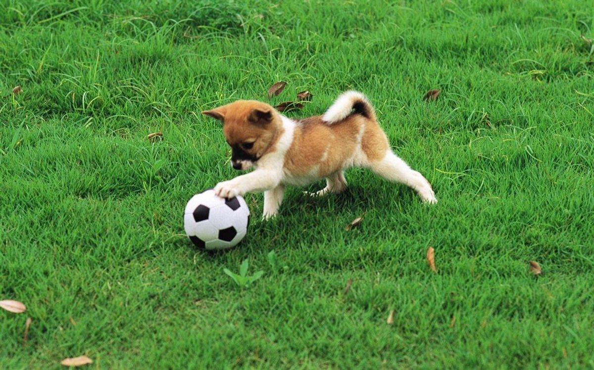 Why This Florida Man Teaches Dogs To Play Soccer