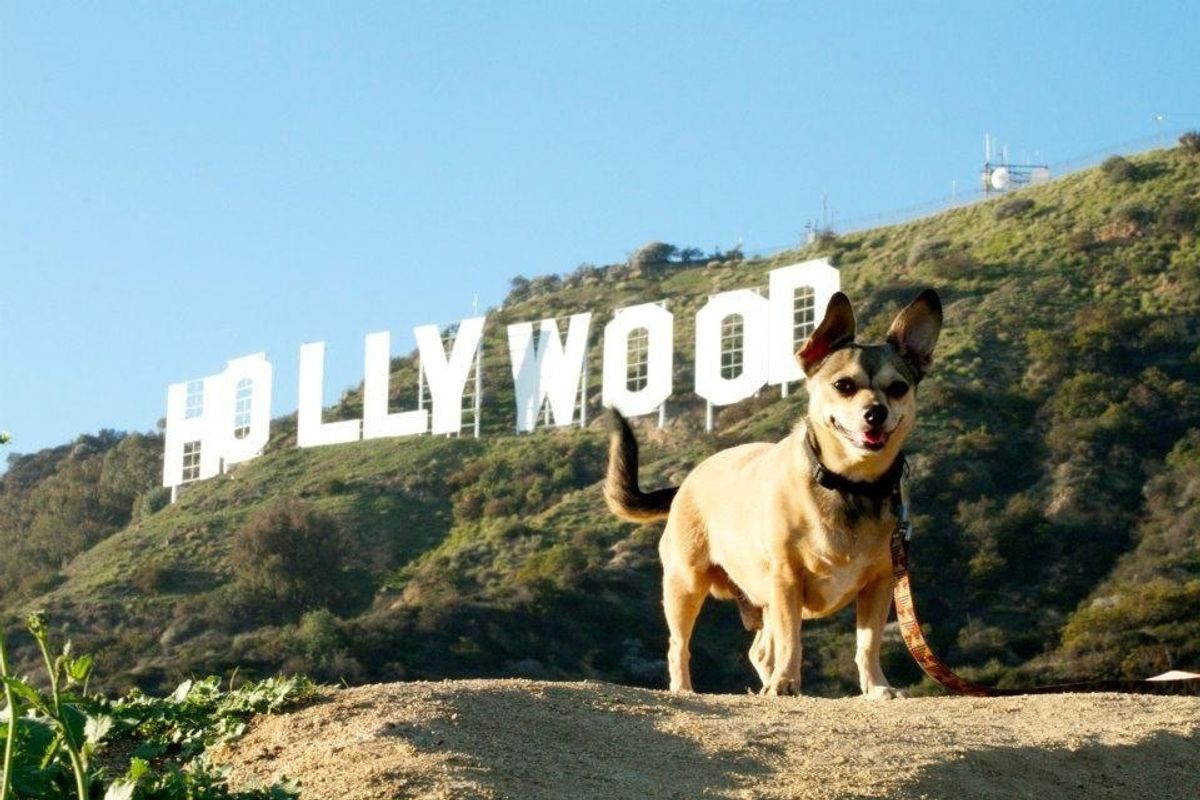 Training Hollywood Dogs: The Glamorous World of Canine Actors
