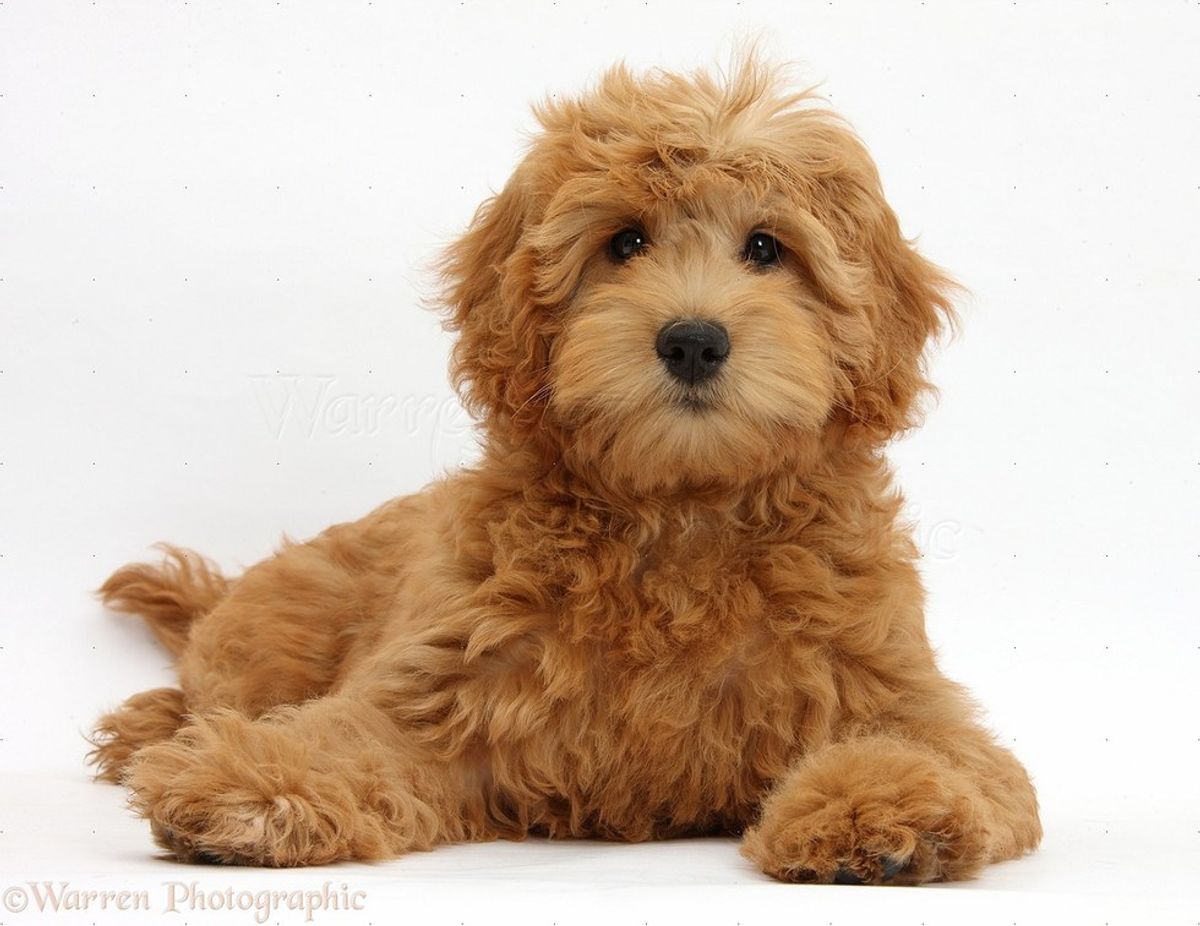 14 Goldendoodles To Get You Through Your Week