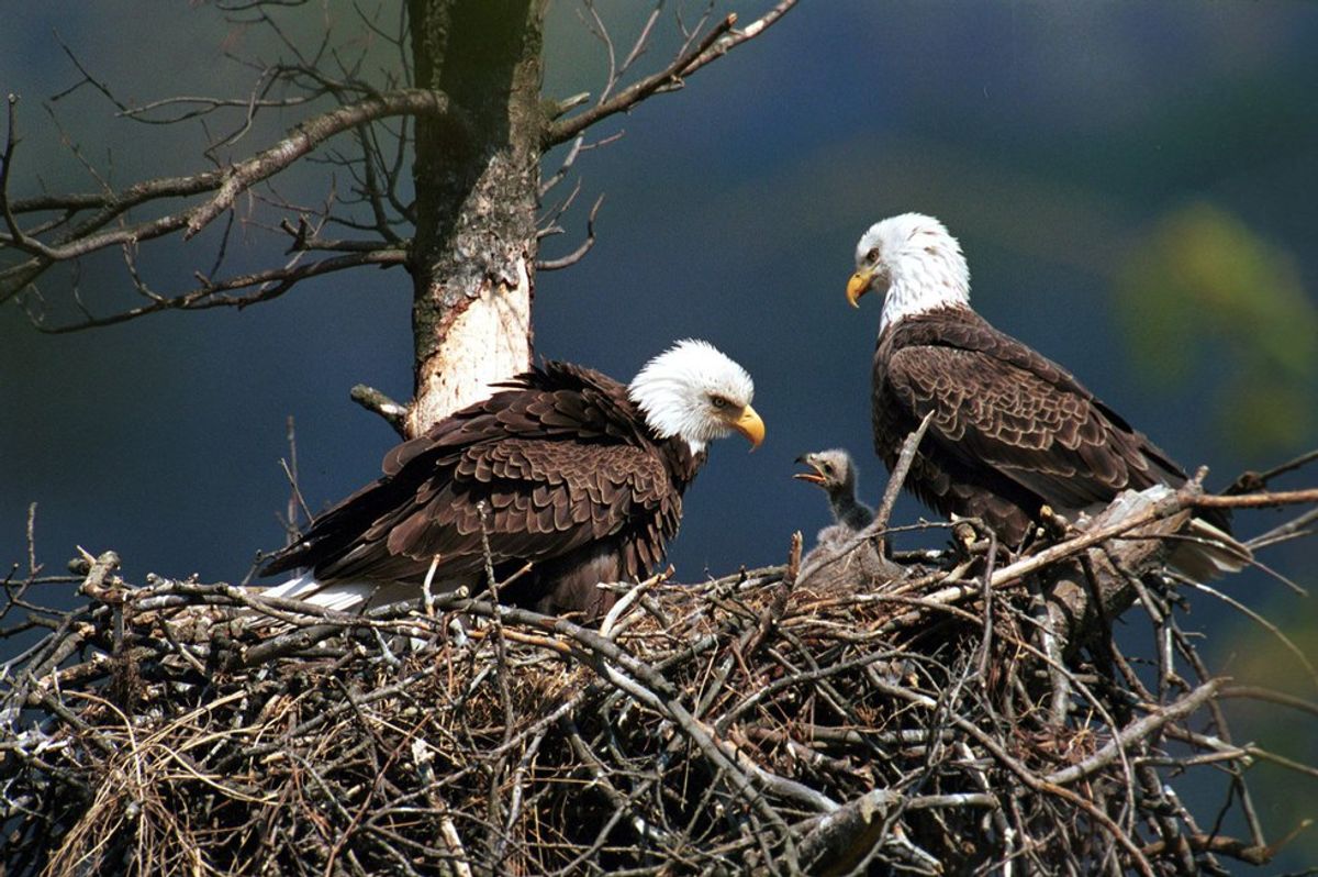 The Endangered Species Act Is In Danger Of Repeal