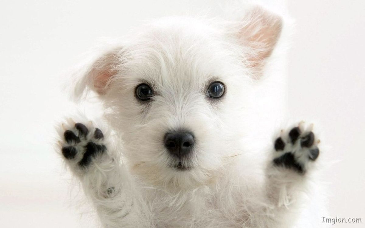 11 Adorable Puppies To Fuel Your Procrastination