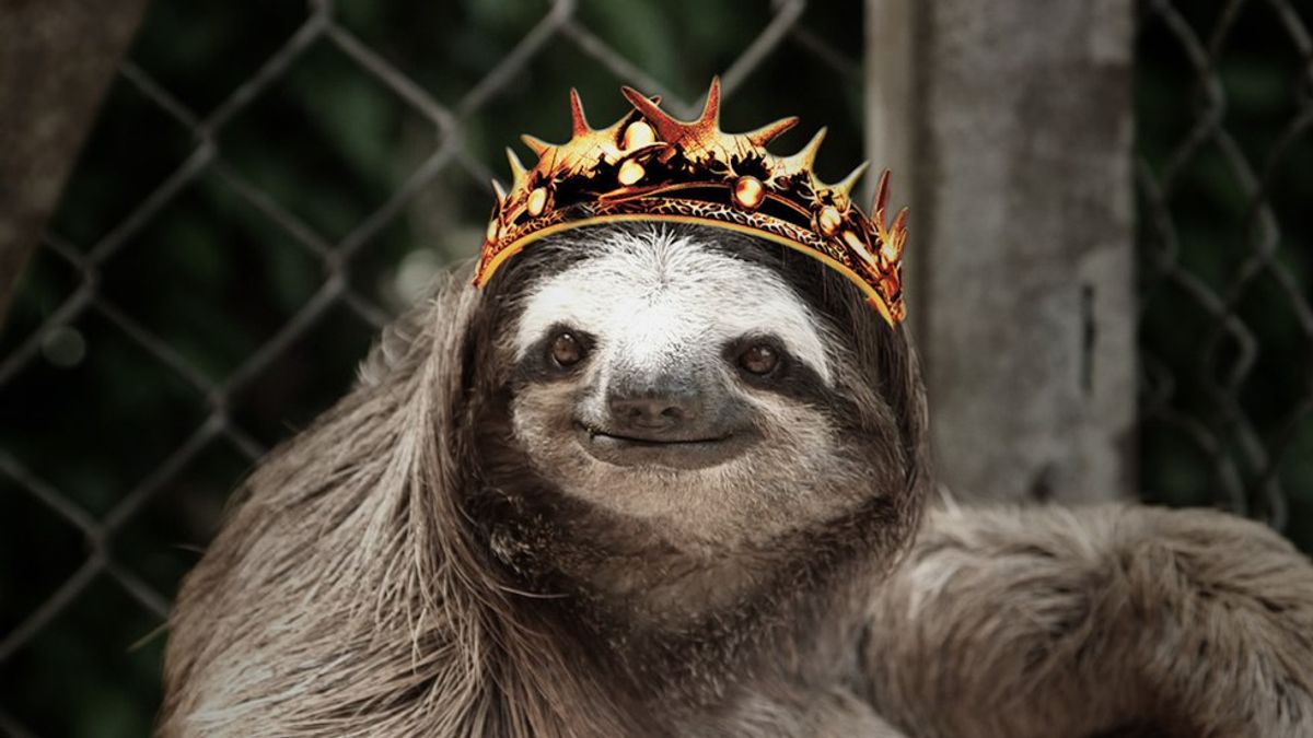 The Best Sloth Memes