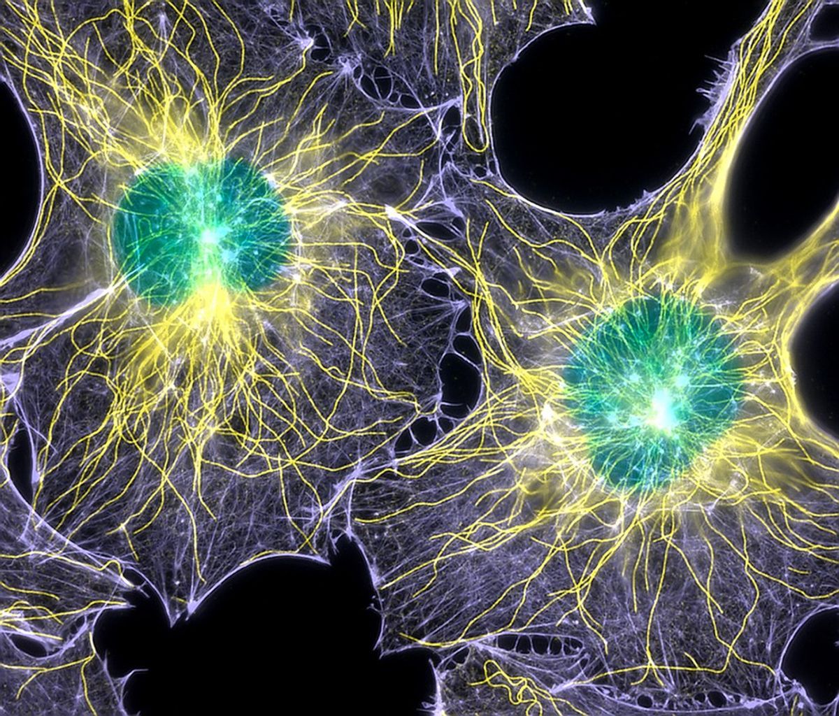 5 Reasons Why Cells Are SO Freaking Magical