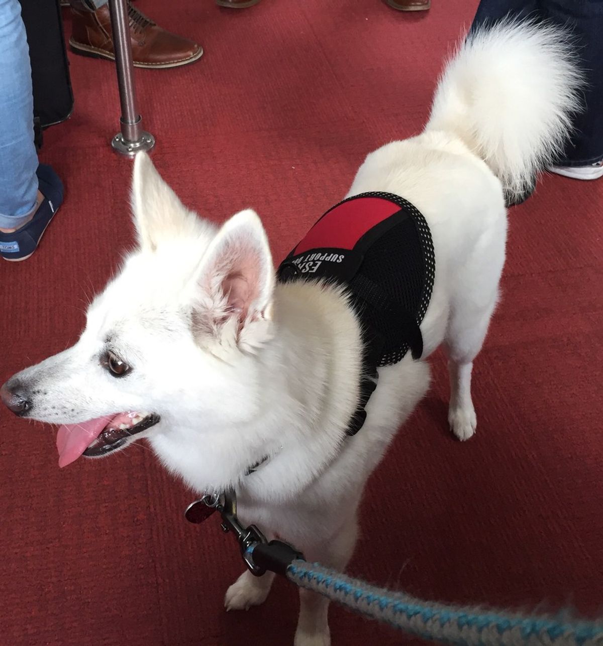 The Truth About Traveling With An Emotional Support Dog