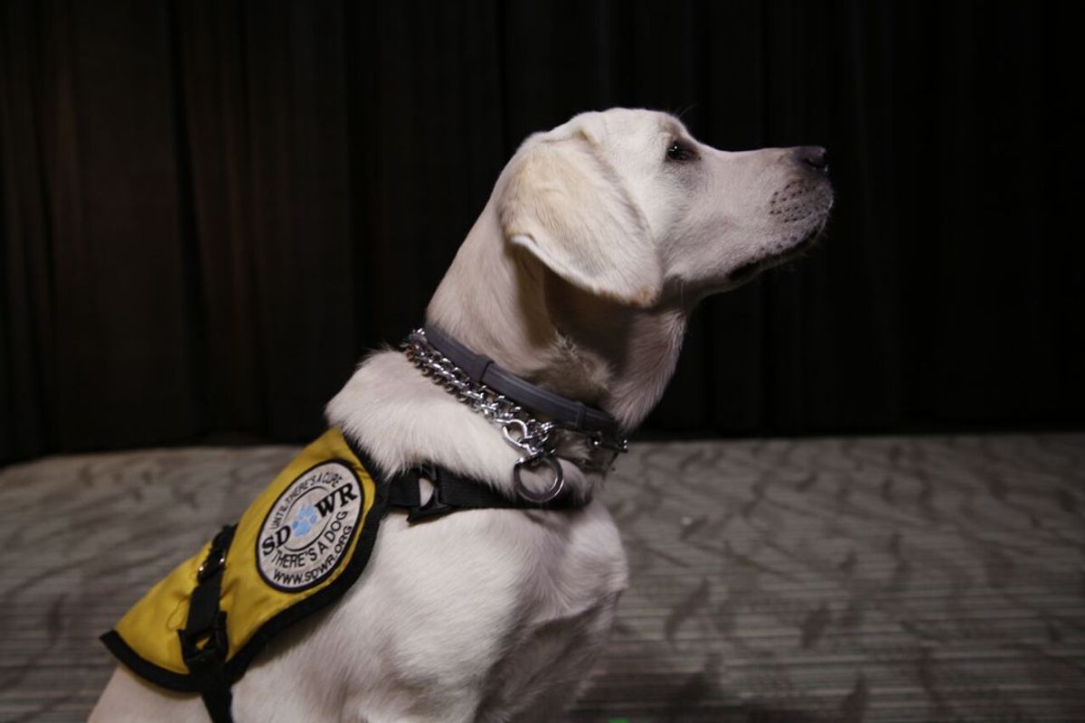 9 Awesome Things About Service Dogs