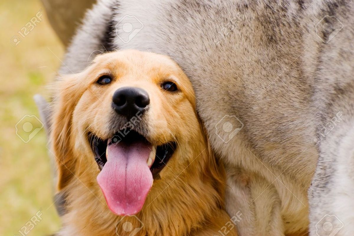 13 Things To Do With Your Dog Before They Die