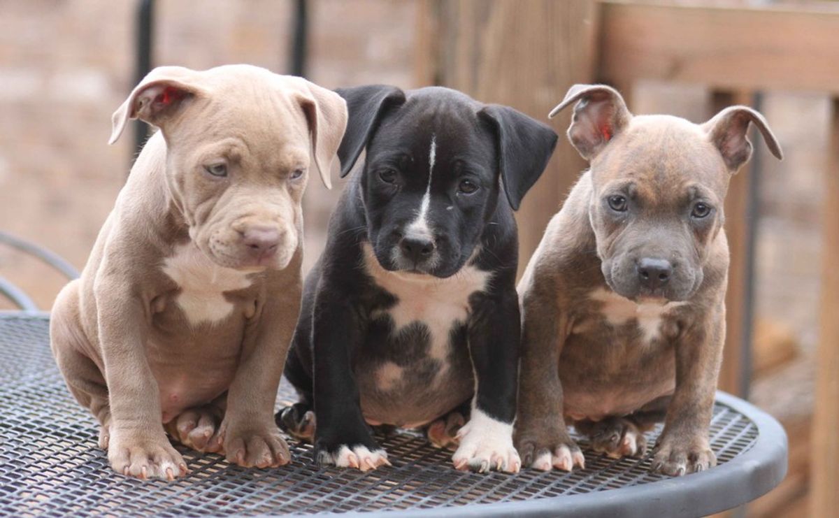 Why Breed Specific Laws Are More Harmful Than Good