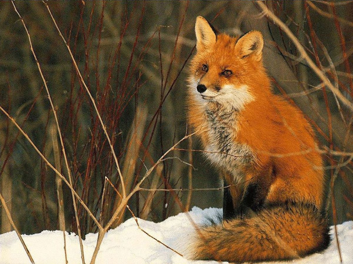 5 Reasons You Should Love Foxes Too