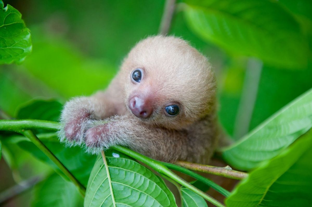 I Just Want a Pet Sloth...Is That Too Much To Ask?