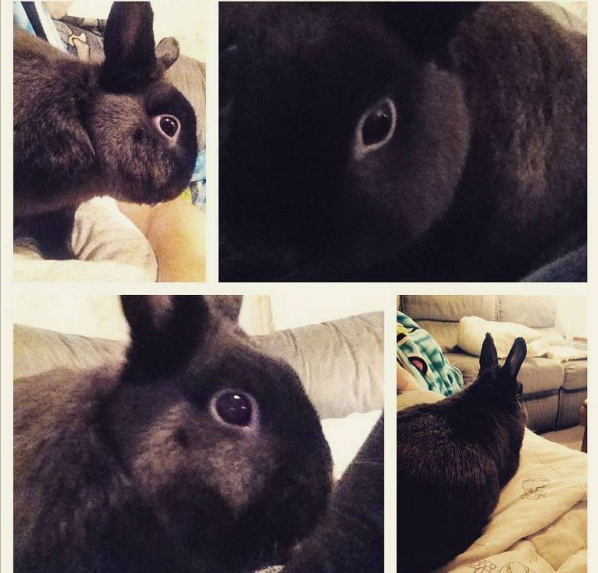 Why Am I So Obsessed With Rabbits?