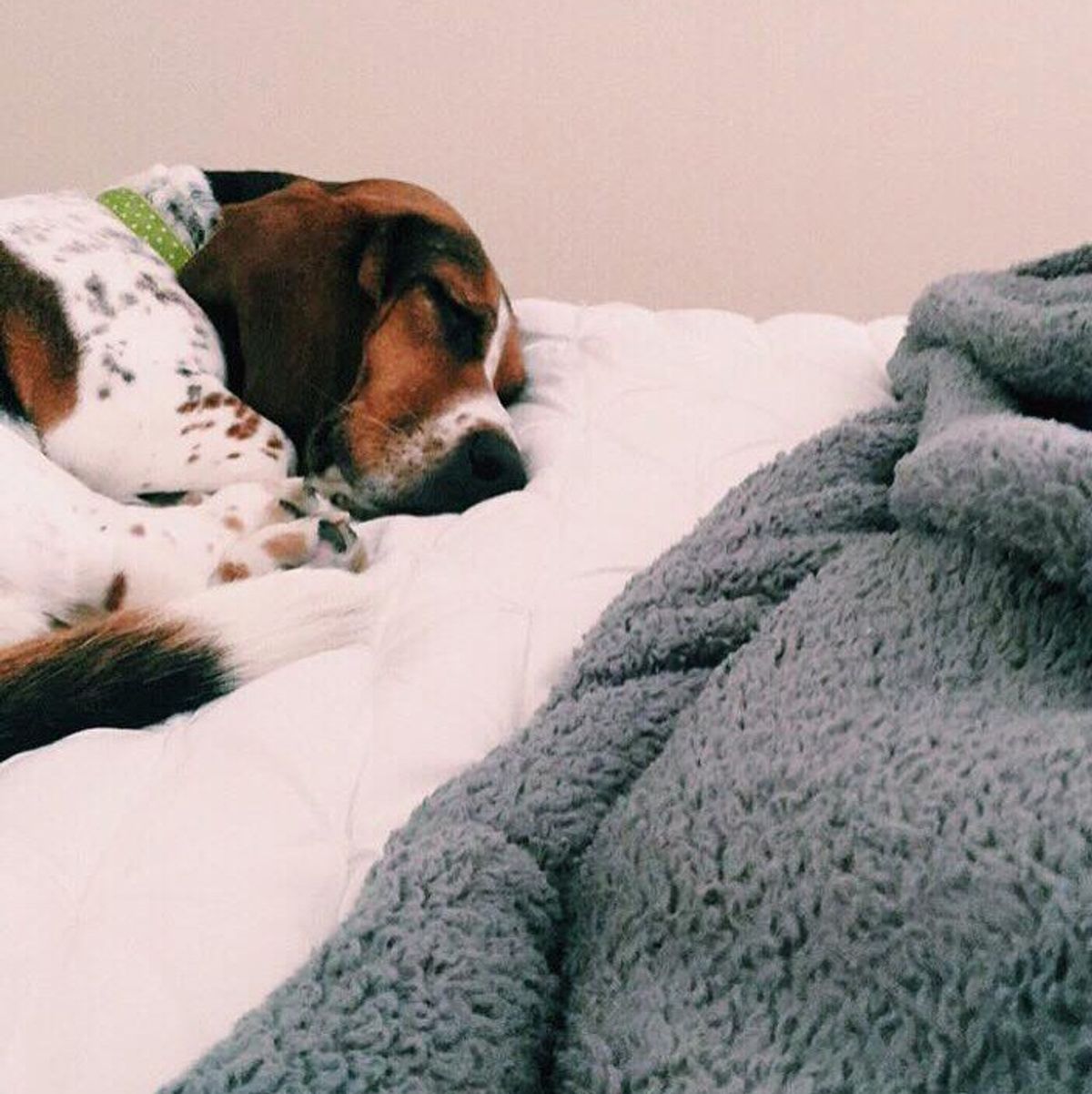 30 Things I Wish My Dog Could Actually Understand