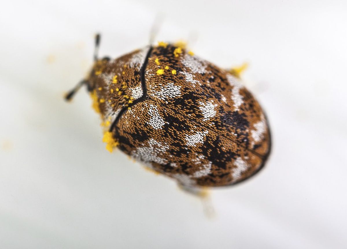 The Carpet Beetle Is Not The Bed Bug You Think It Is