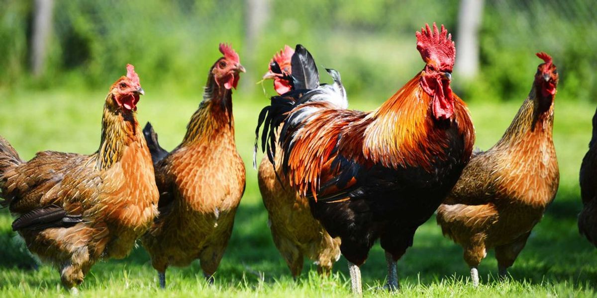 Everything We Know About Chickens