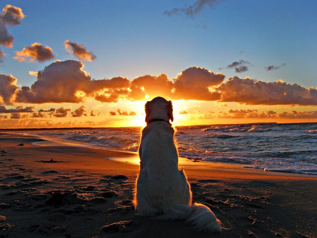 Check Out Where These 15 Pups Are Heading For Spring Break