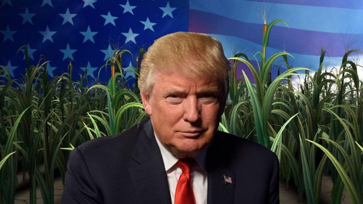 The Future Of Agriculture According To Trump Even Before Elected President