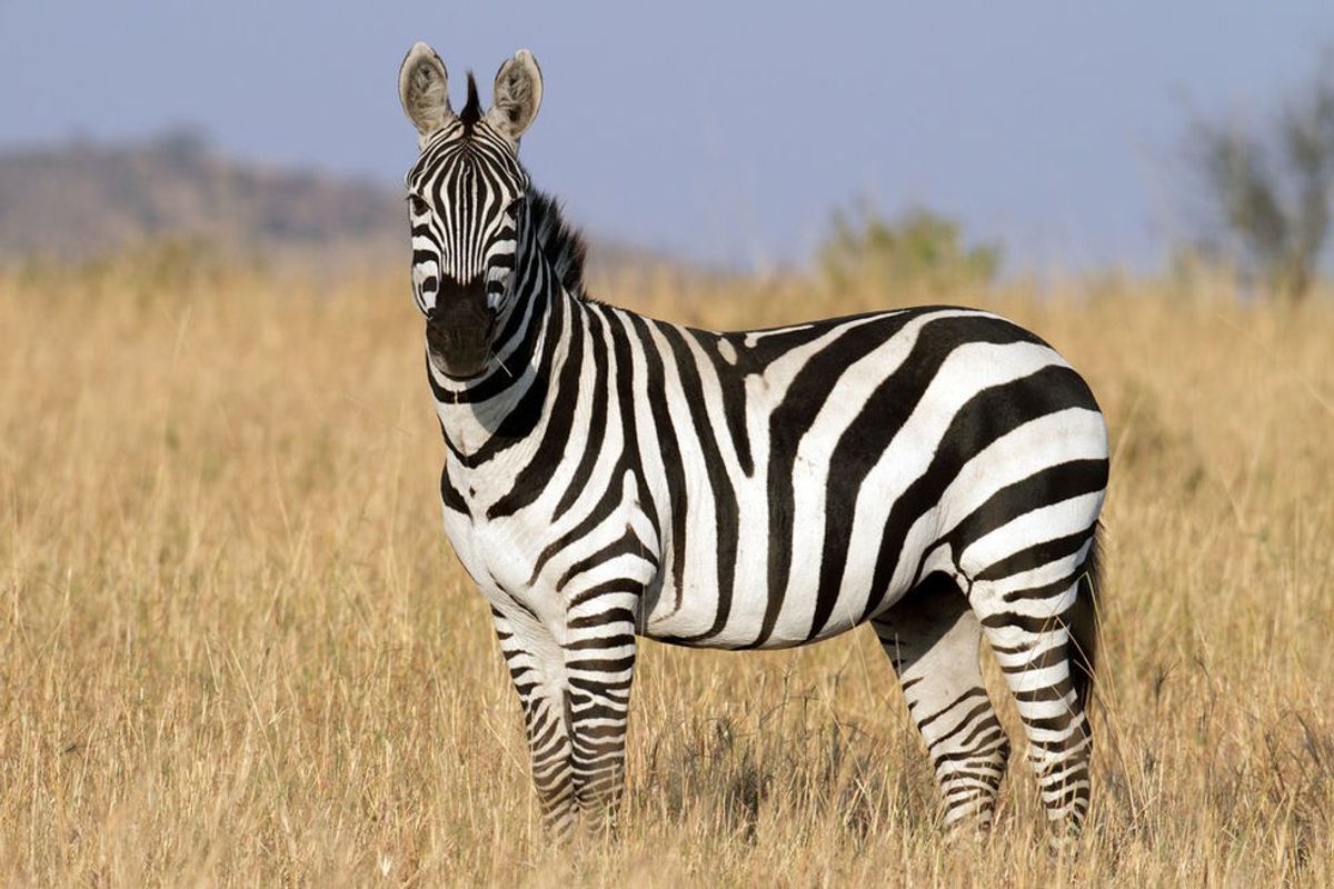 Be a Zebra