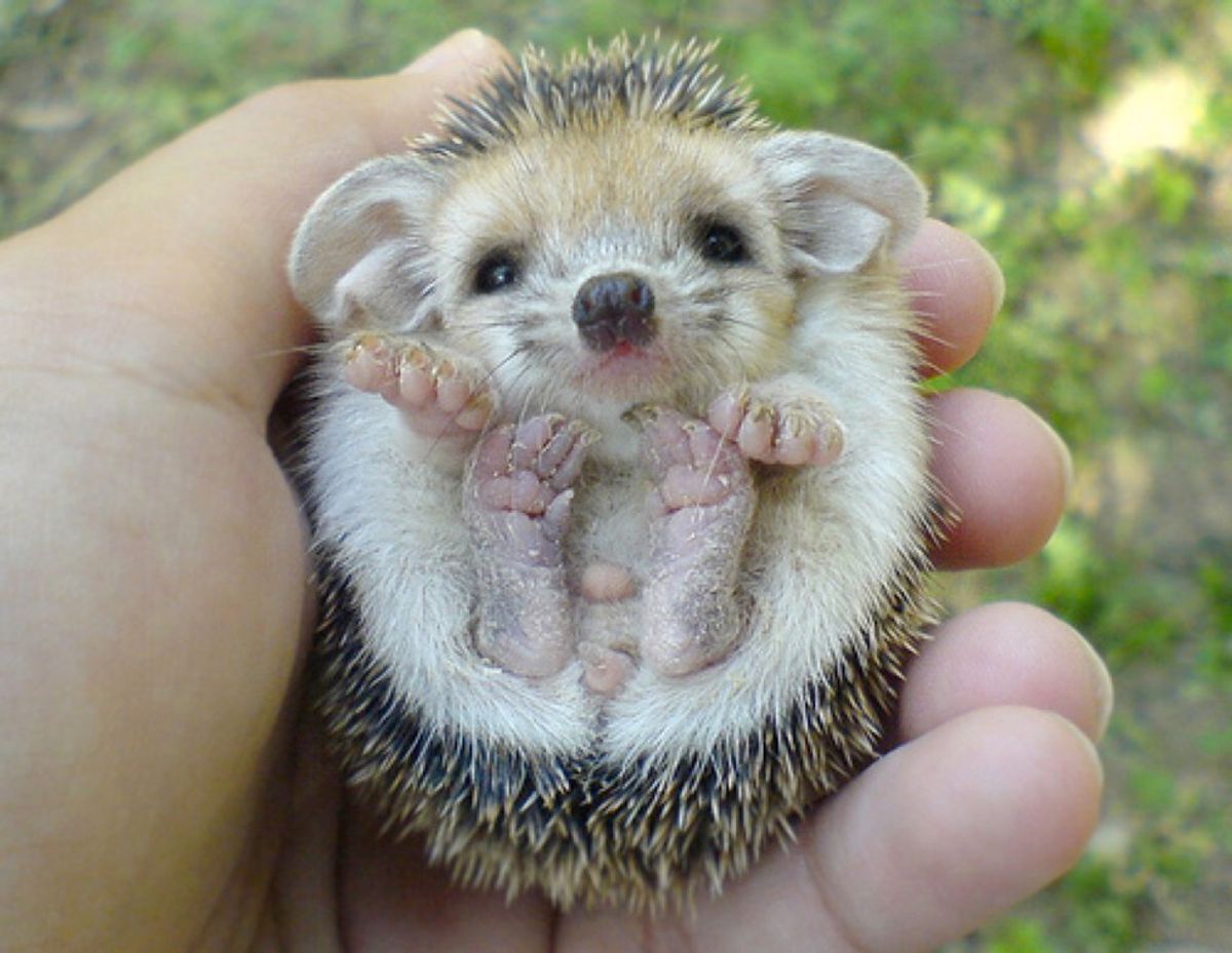 10 Baby Animals Pictures To Get You Through Midterms