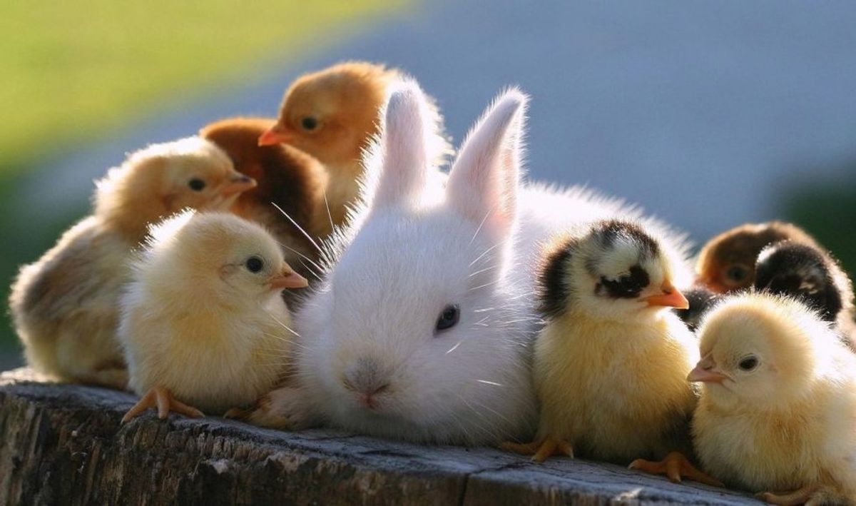 Here Are 10 Of The Cutest Baby Animals Because Life Is Stressful