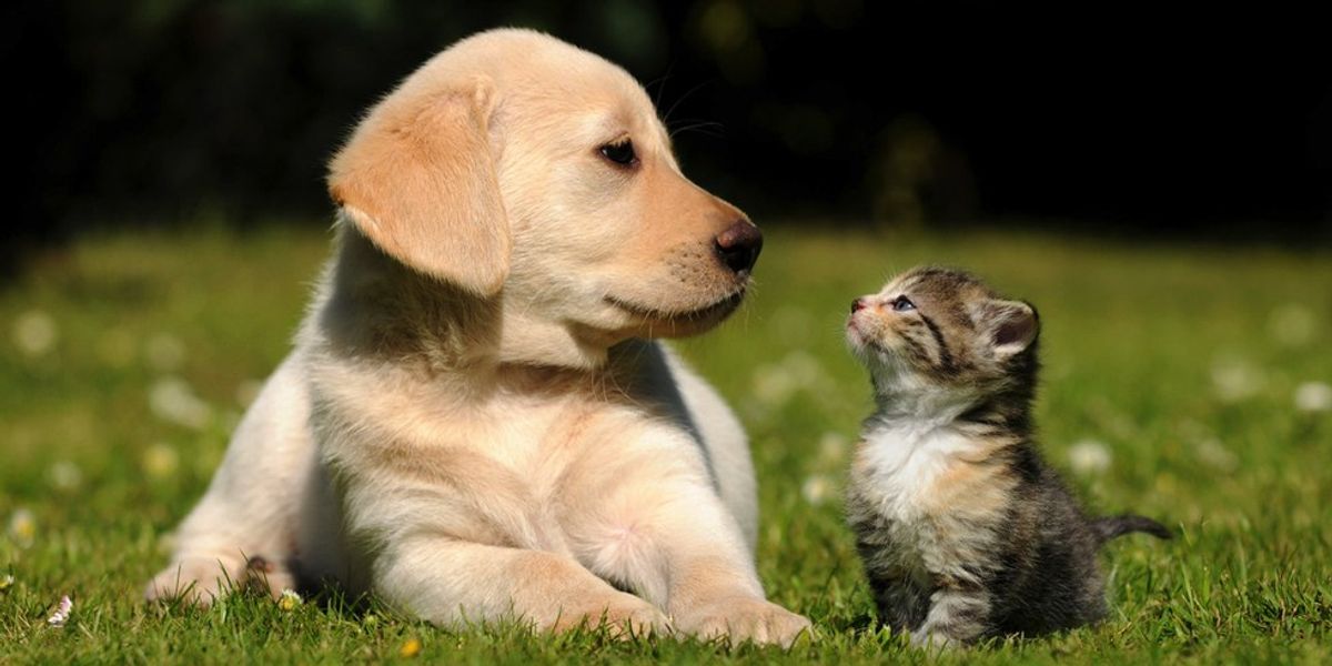 10 Reasons To Always Be Good To Your Pets