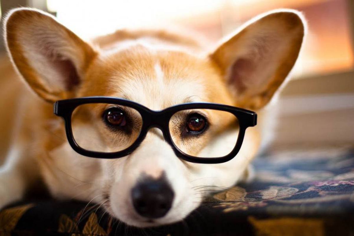 14 Classic College Struggles As Told By Corgis
