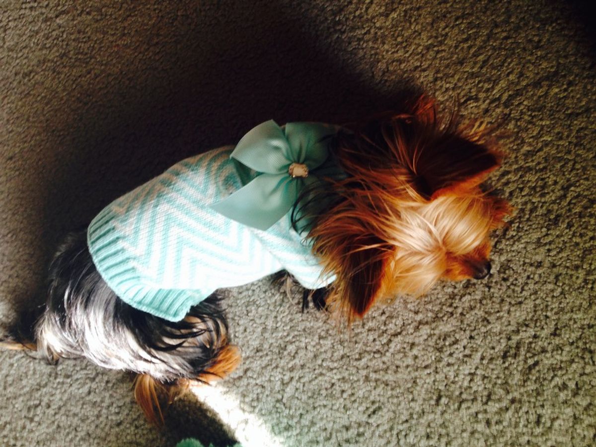 5 Things All Yorkie Owners Know To Be True