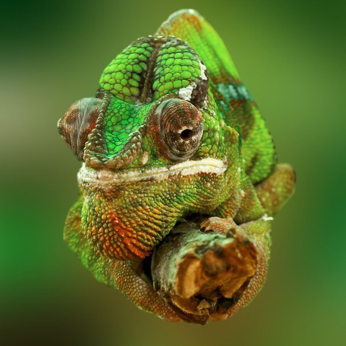 5 Interesting Facts About Chameleons