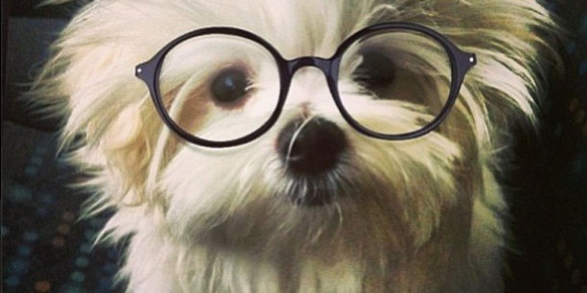11 Studious Dogs To Get You Through Finals