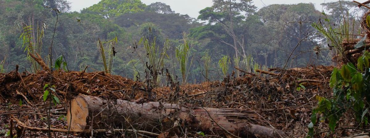Does Including Palm Oil In Your Diet Contribute to Deforestation?