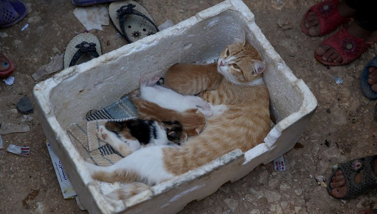 Hope After Havoc: The Re-Opening Of A Cat Sanctuary In Aleppo