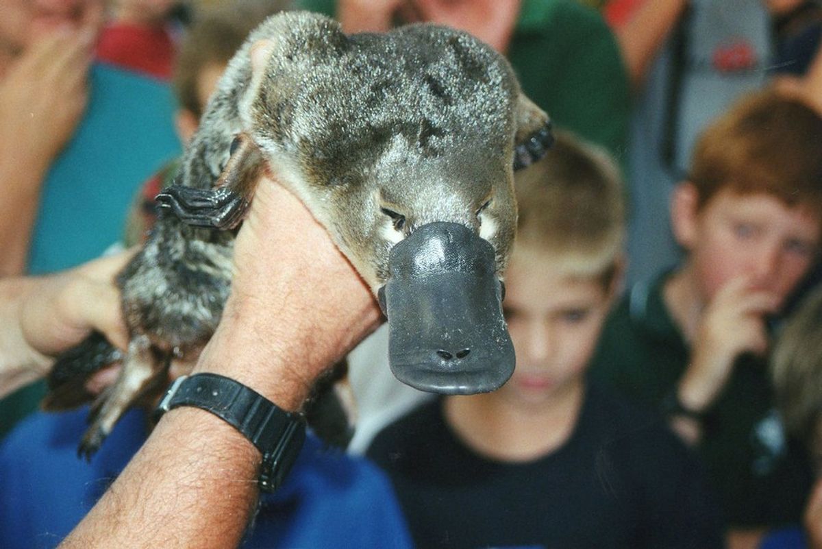 Everything You Wanted To Know About Platypuses