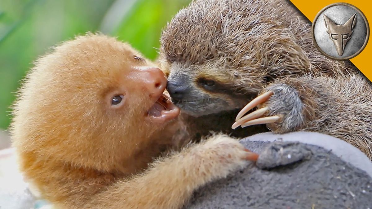 12 Facts About Sloths You Might Not Have Known