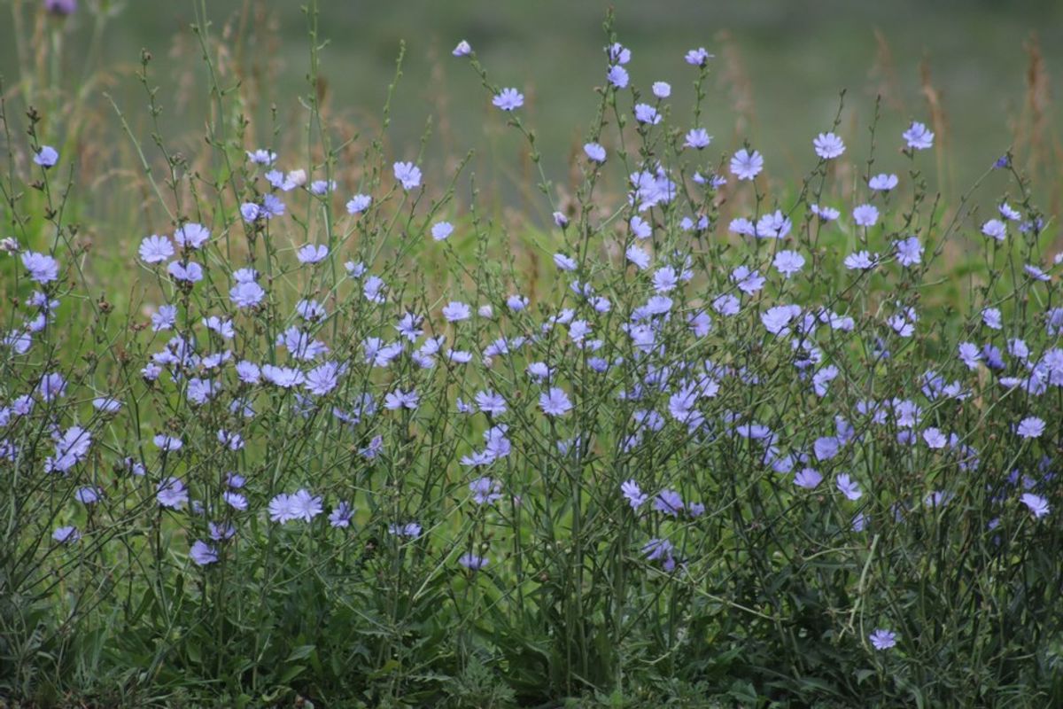 A Retelling of the Myth Behind Chicory Flowers