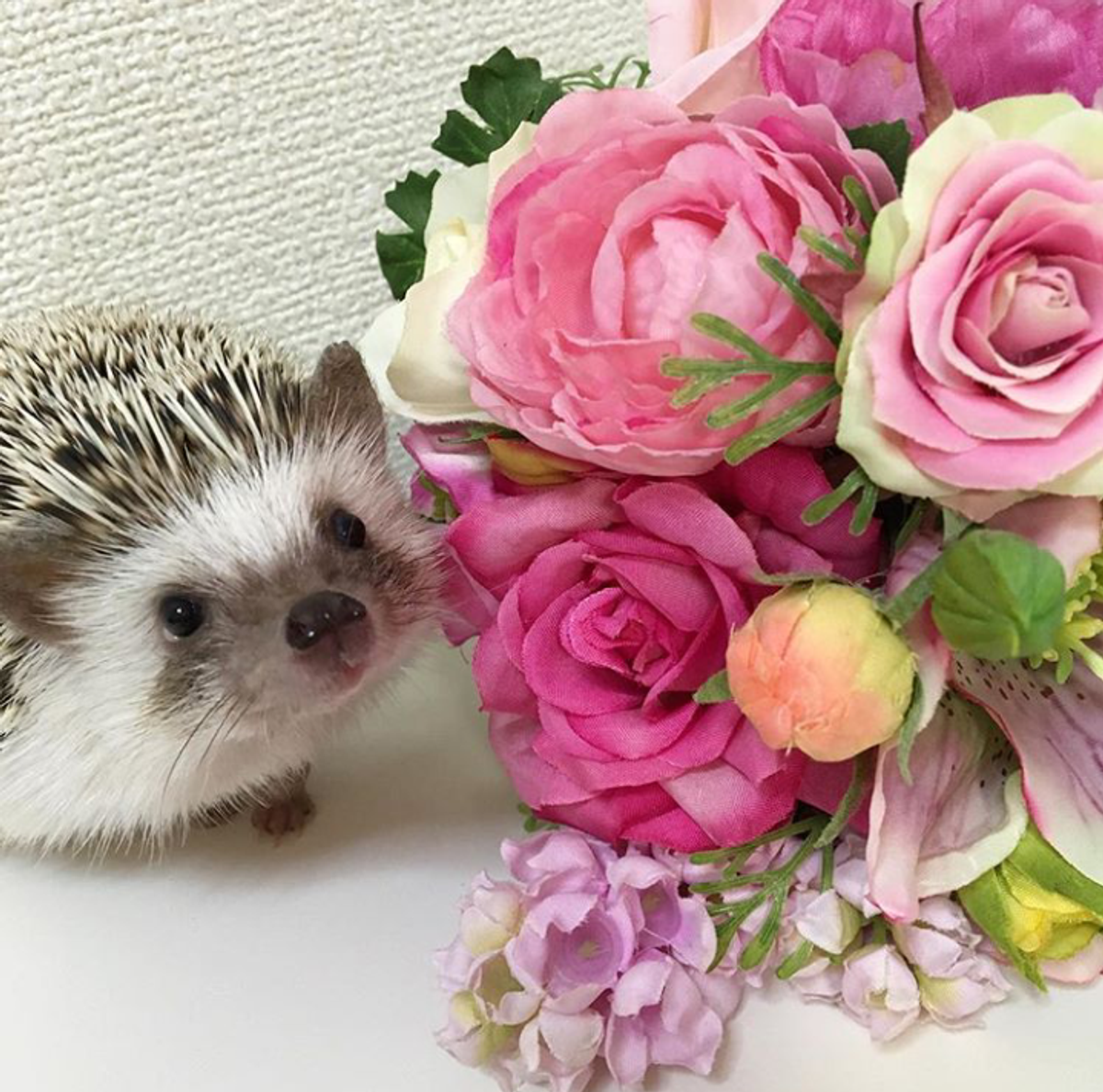 22 Adorable Hedgehogs To Follow On Instagram