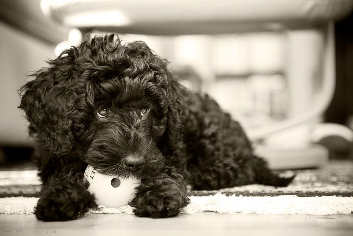 10 Thoughts Portuguese Water Dog Owners Have