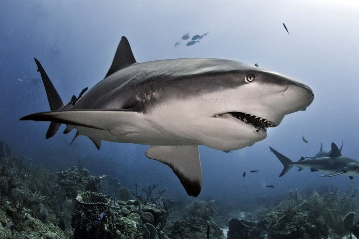 The Truth About Sharks As Dangerous Animals