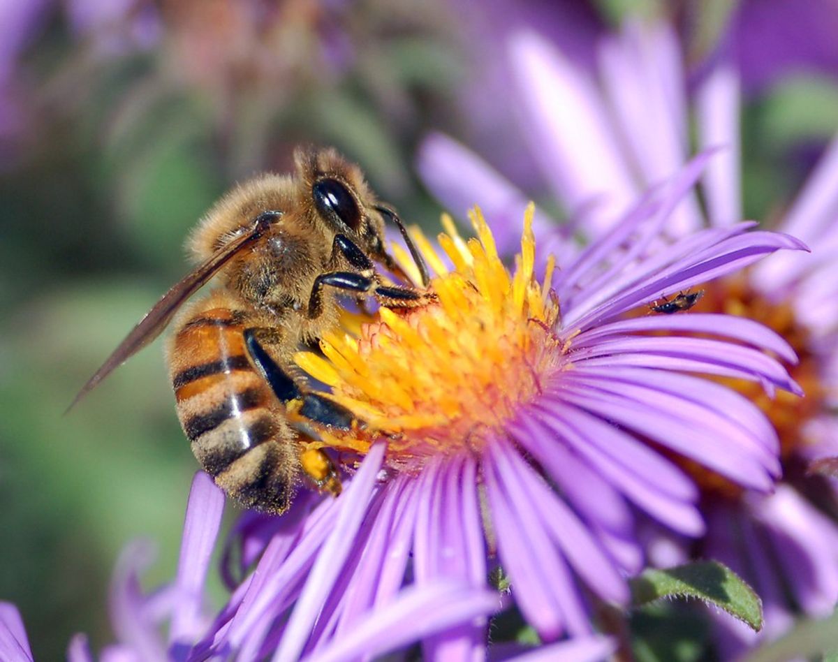 Bees Are Dying And Our Planet Needs Them