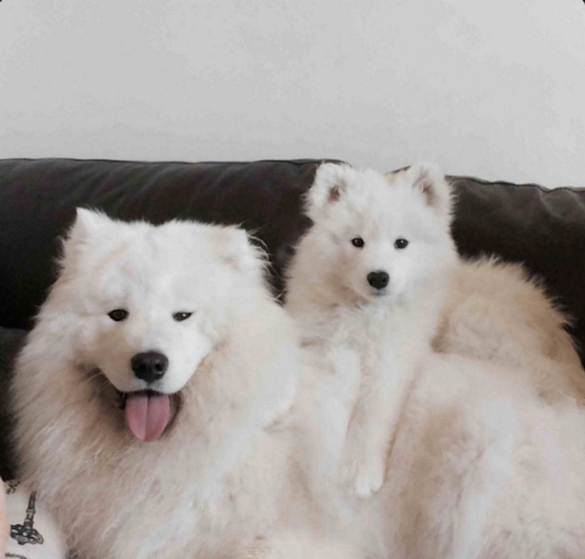 Several White Fluffy Dogs To Make Any Day Better