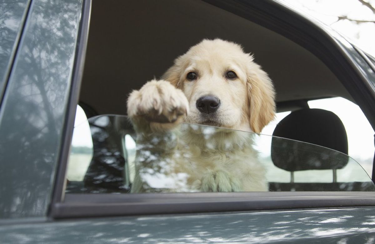 Dogs And Hot Cars: How To Help Those That Cannot Escape