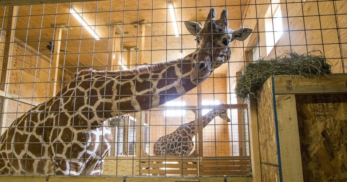 6 April The Giraffe Memes That You Need To See Right Now