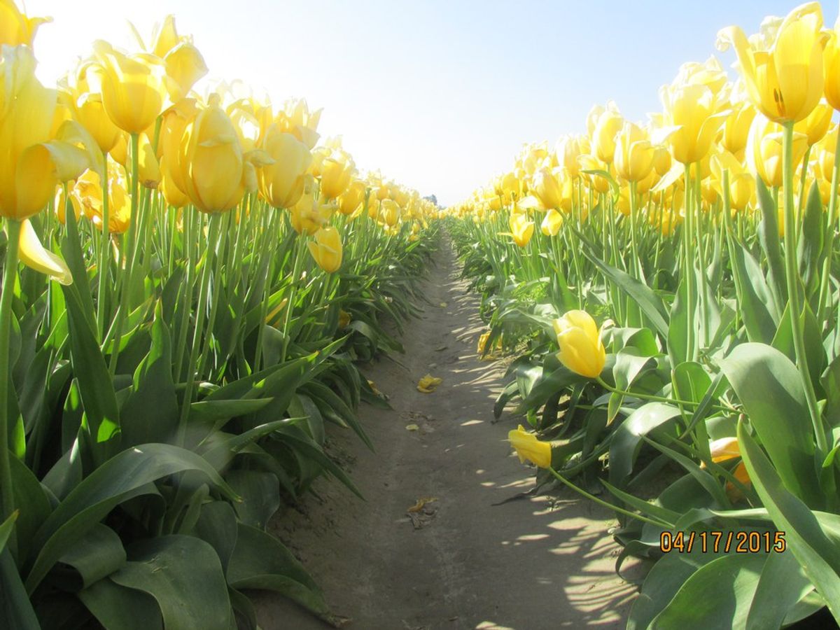 Skagit Valley Tulip Festival: Washington's Spring Tradition