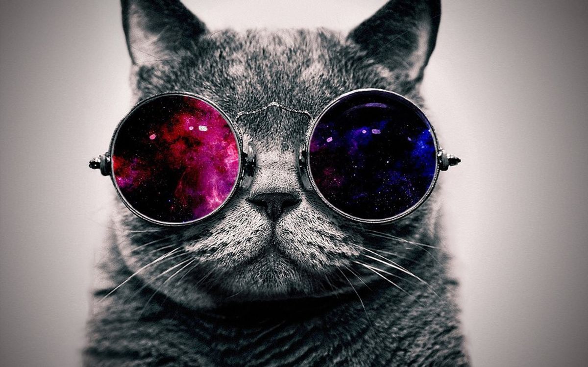 15 Signs You Are a Crazy Cat Lady