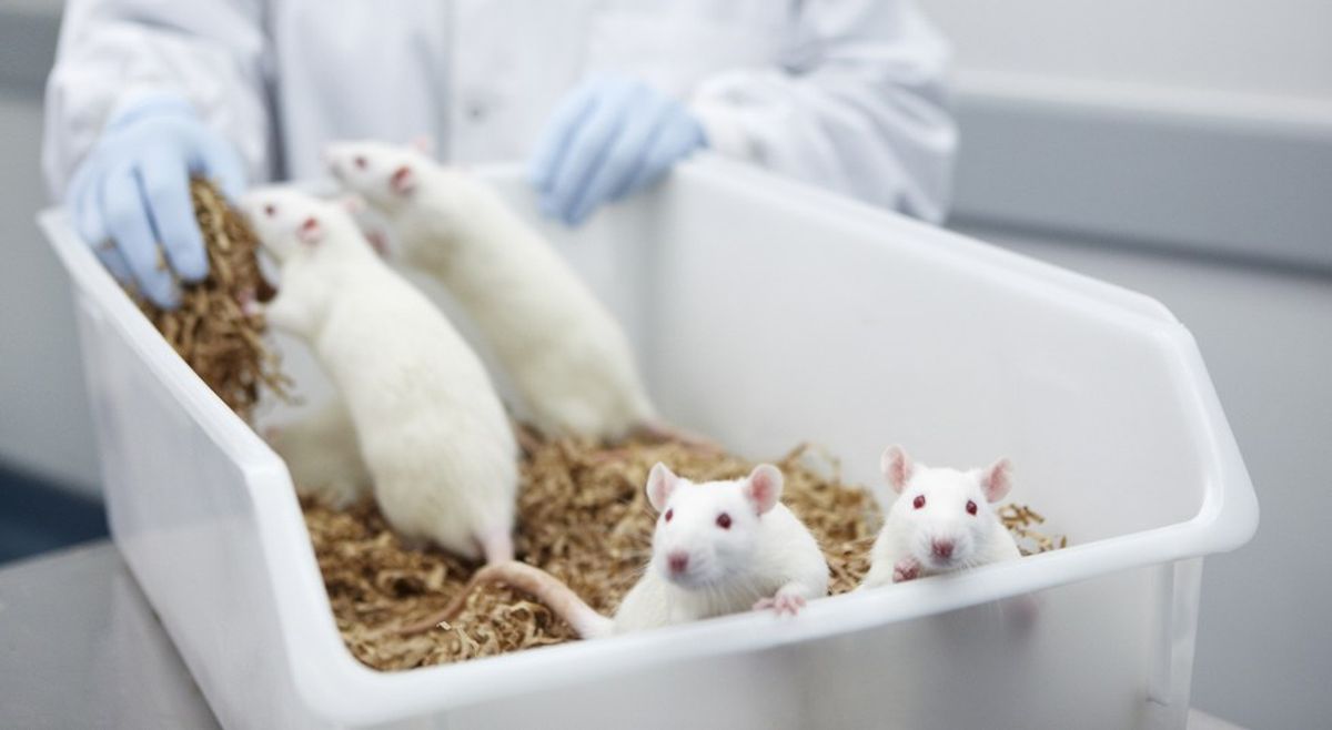Animal Testing: Greater Good Or Human Desire?