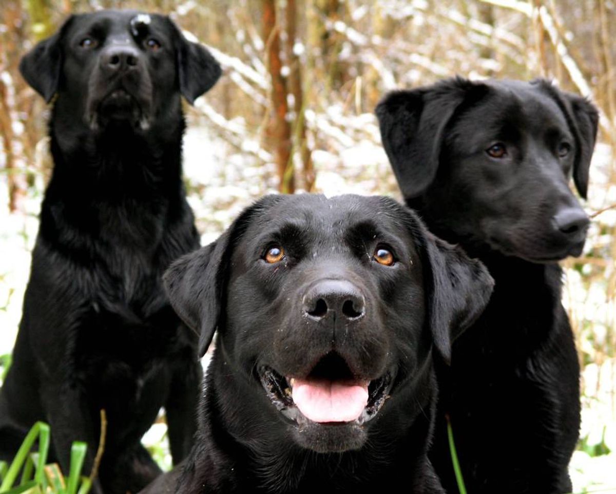 10 Reasons Labrador Retrievers Are The Best Dogs On Earth