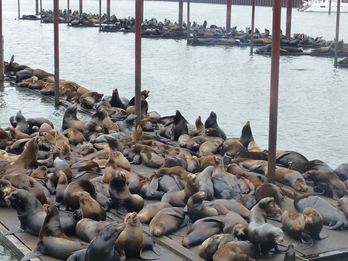Small Towns And Sea Lions