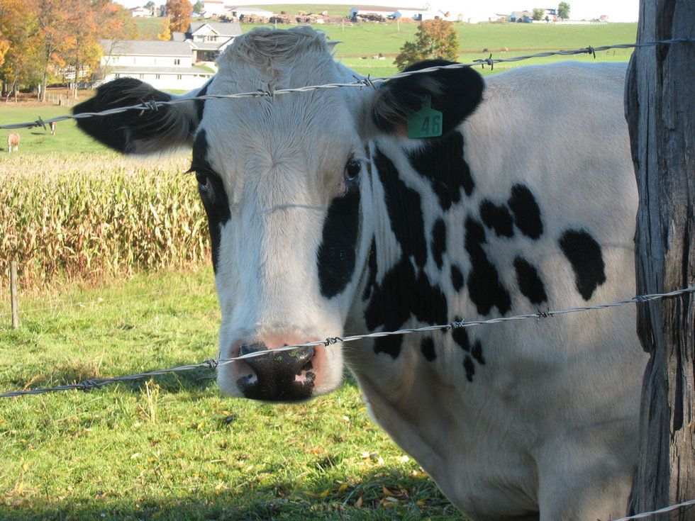 Cows have been abused and fenced in for decades to increase milk sales. 