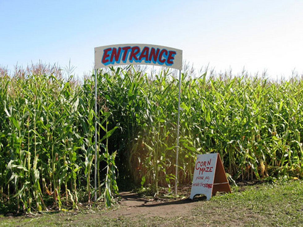 Fall Corn Maze