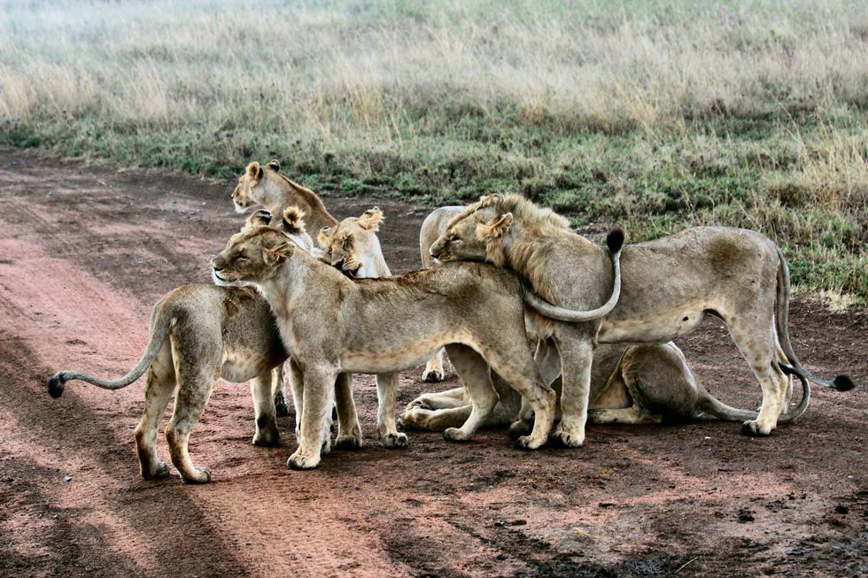 family of lions